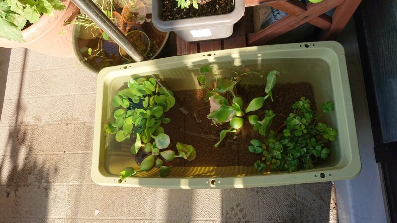 ホテイアオイが浮いているプランター水槽