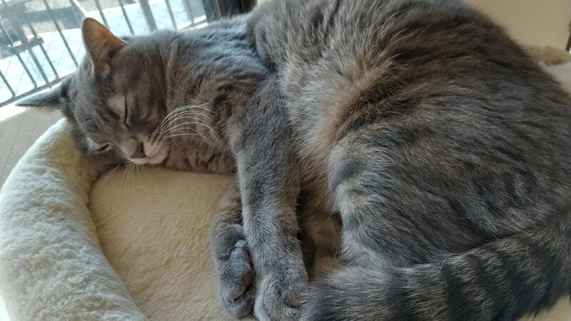 サバトラ猫カイト