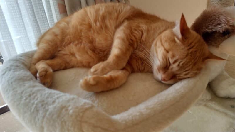 茶トラ猫ルーク