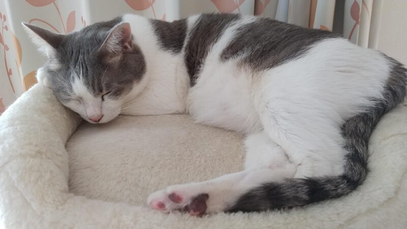 白キジ猫ギント