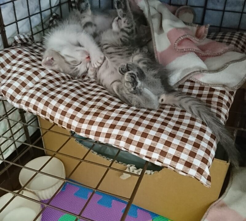 ケージの中のギントとカイト