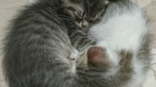 赤ちゃんの頃のギントとカイト