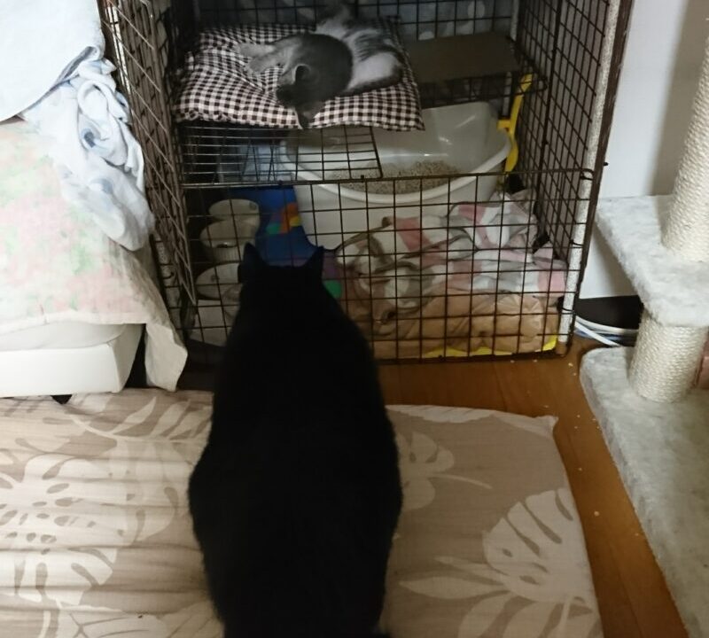 ギントとカイトがいるケージを見つめるトーマ