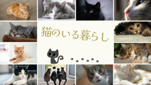 猫のいる暮らし