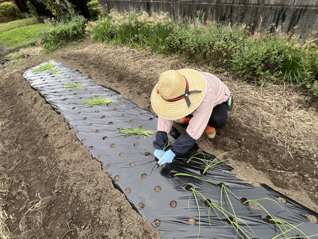 玉ねぎ植える女性